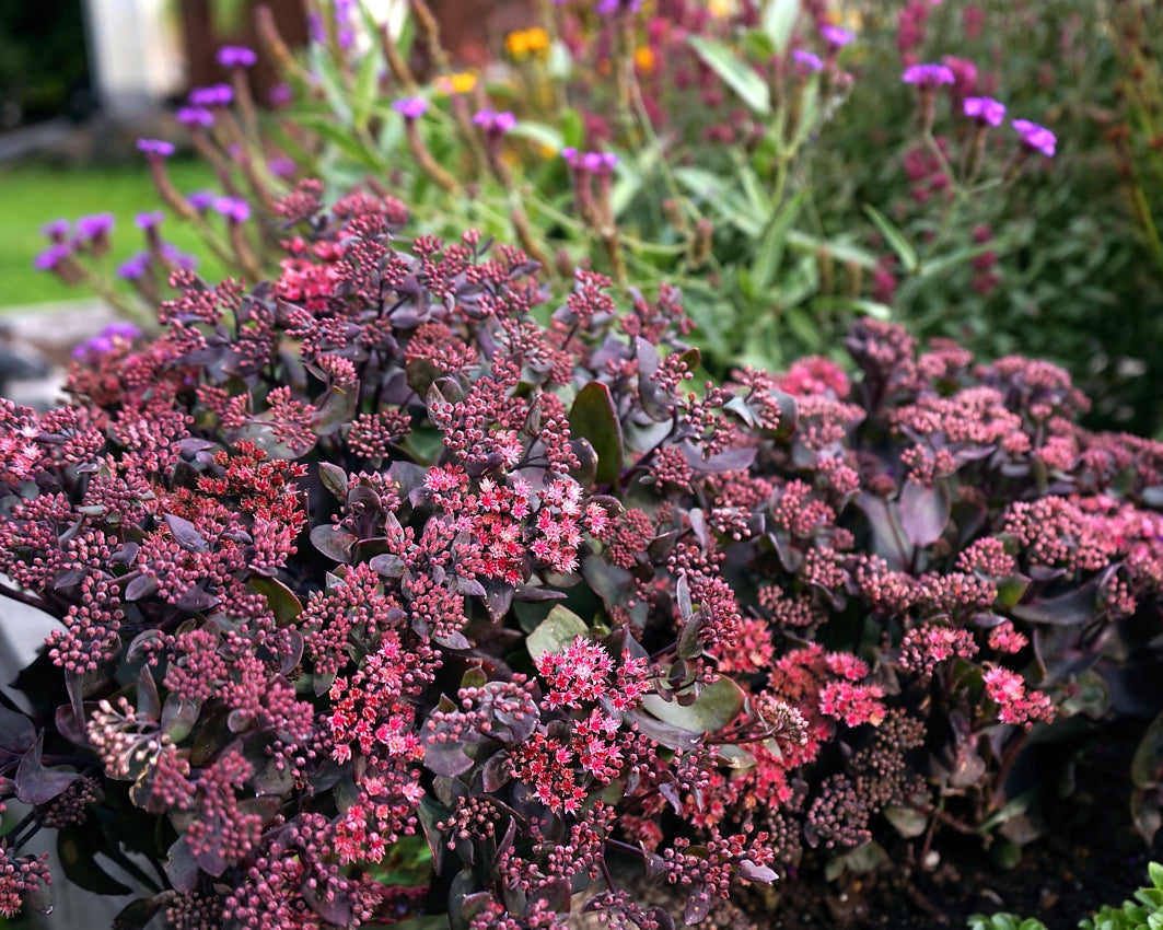 Kikkahari 'Globe Purple'