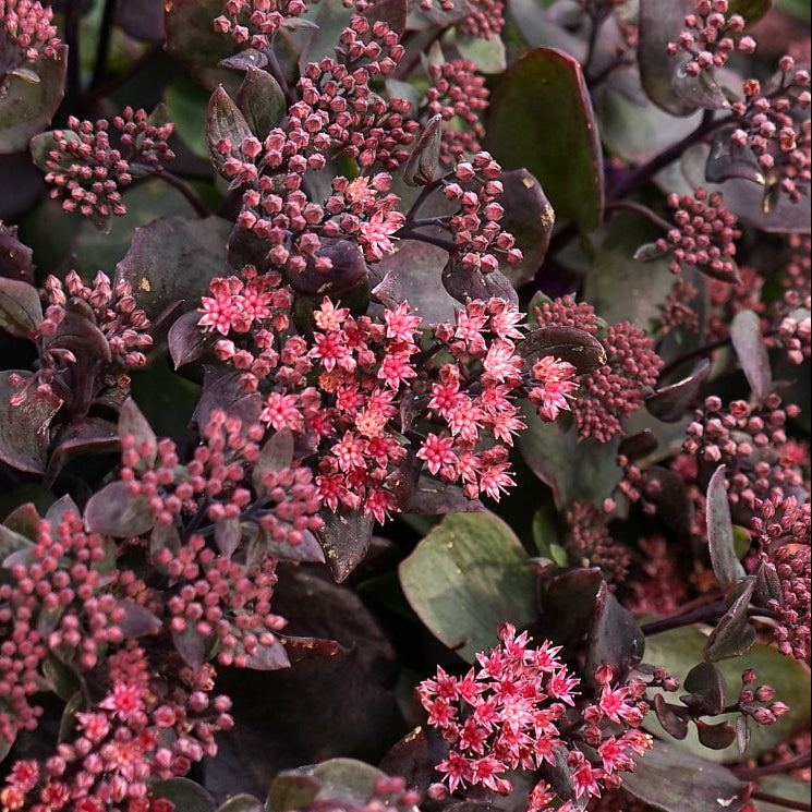 Kikkahari 'Globe Purple'
