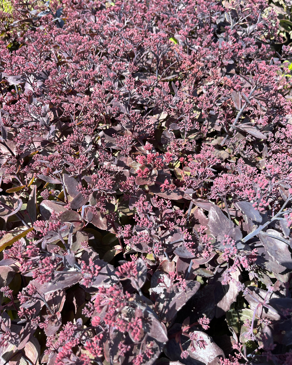 Kikkahari 'Globe Purple'