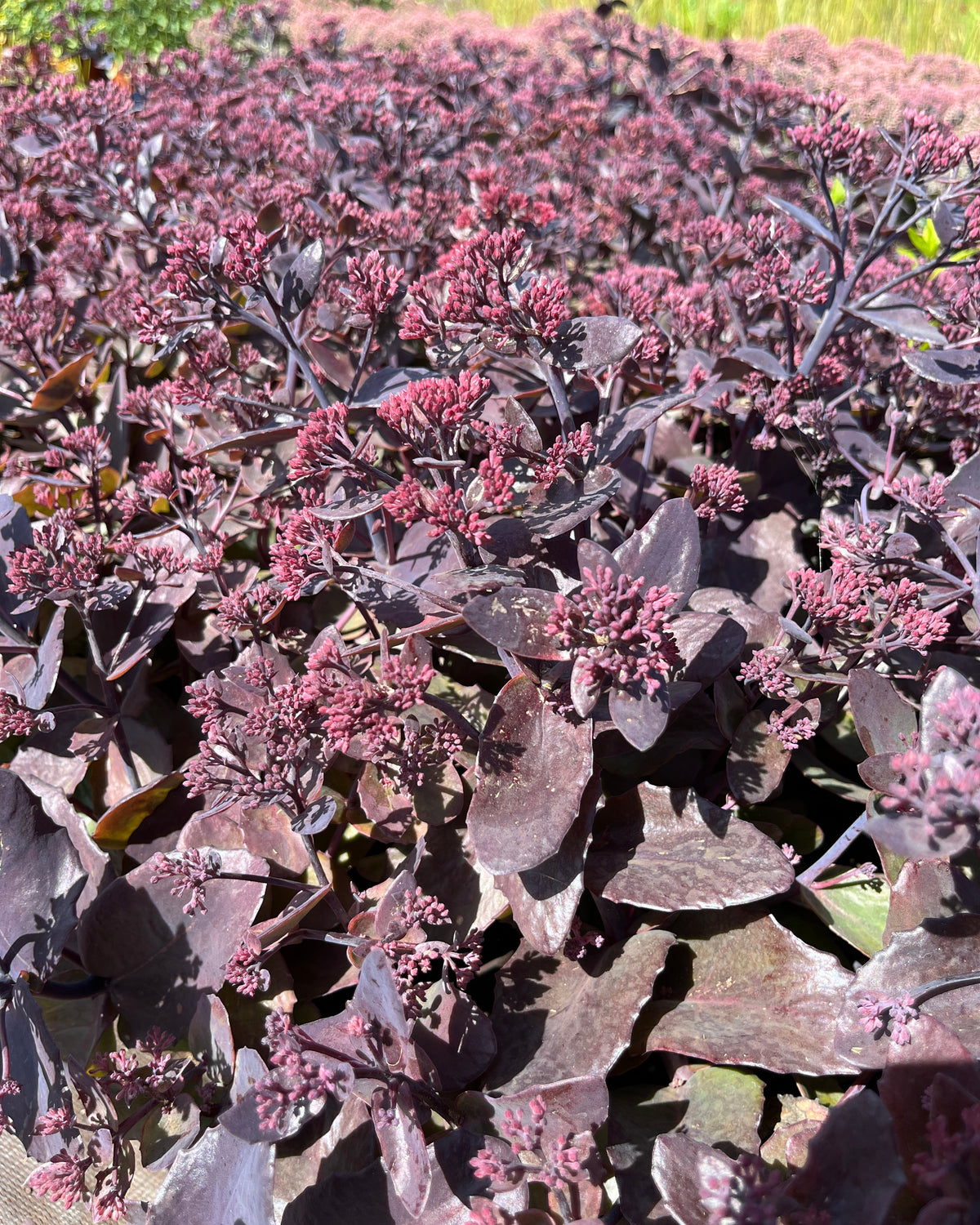 Kikkahari 'Globe Purple'