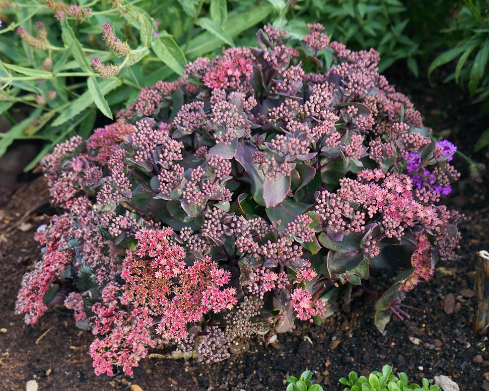 Kikkahari 'Globe Purple'