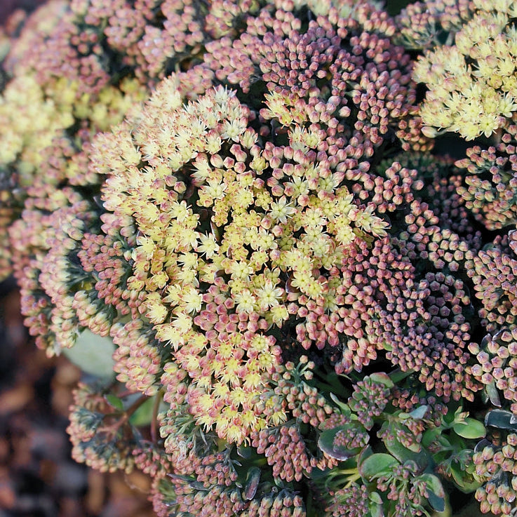 Kikkahari 'Globe Yellow'