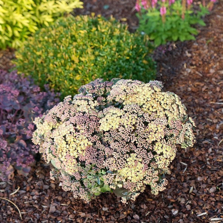 Kikkahari 'Globe Yellow'