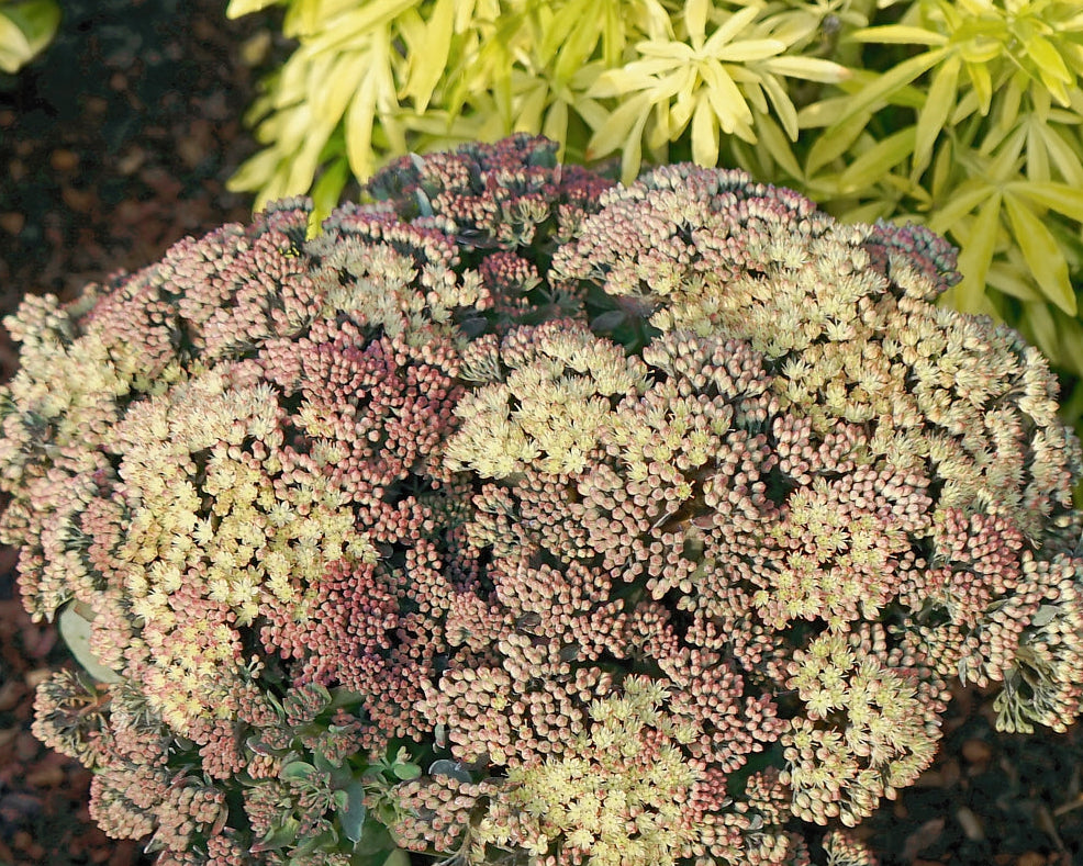 Kikkahari 'Globe Yellow'