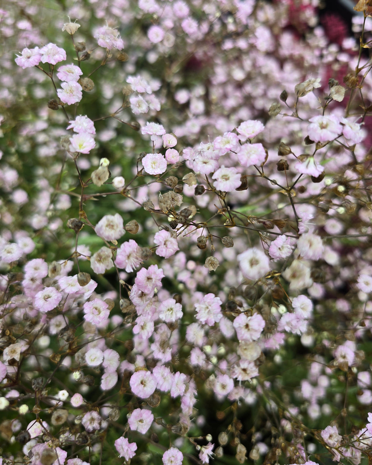 Kipslill 'Rosenschleier'