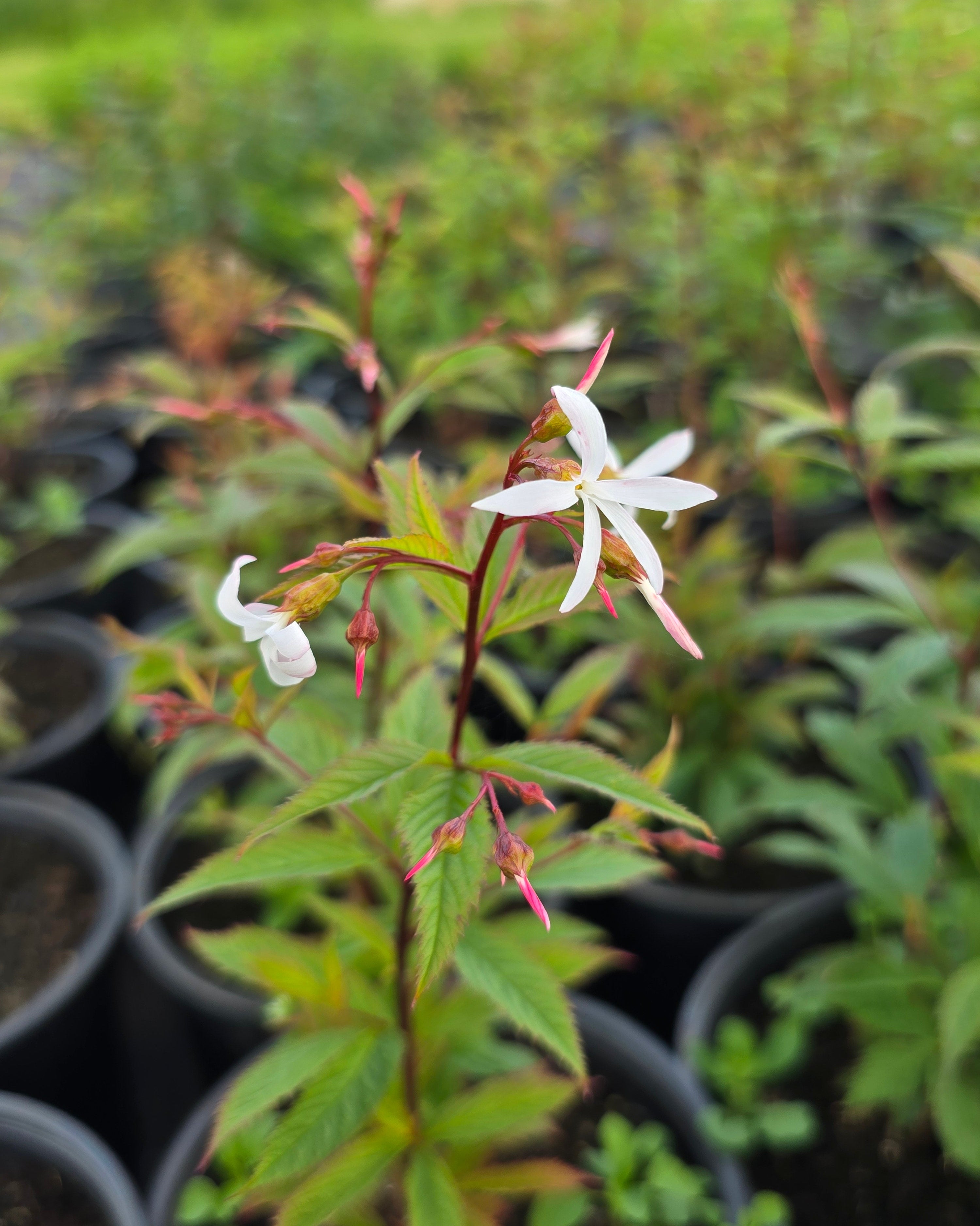 Kolmelehine piiskenelas