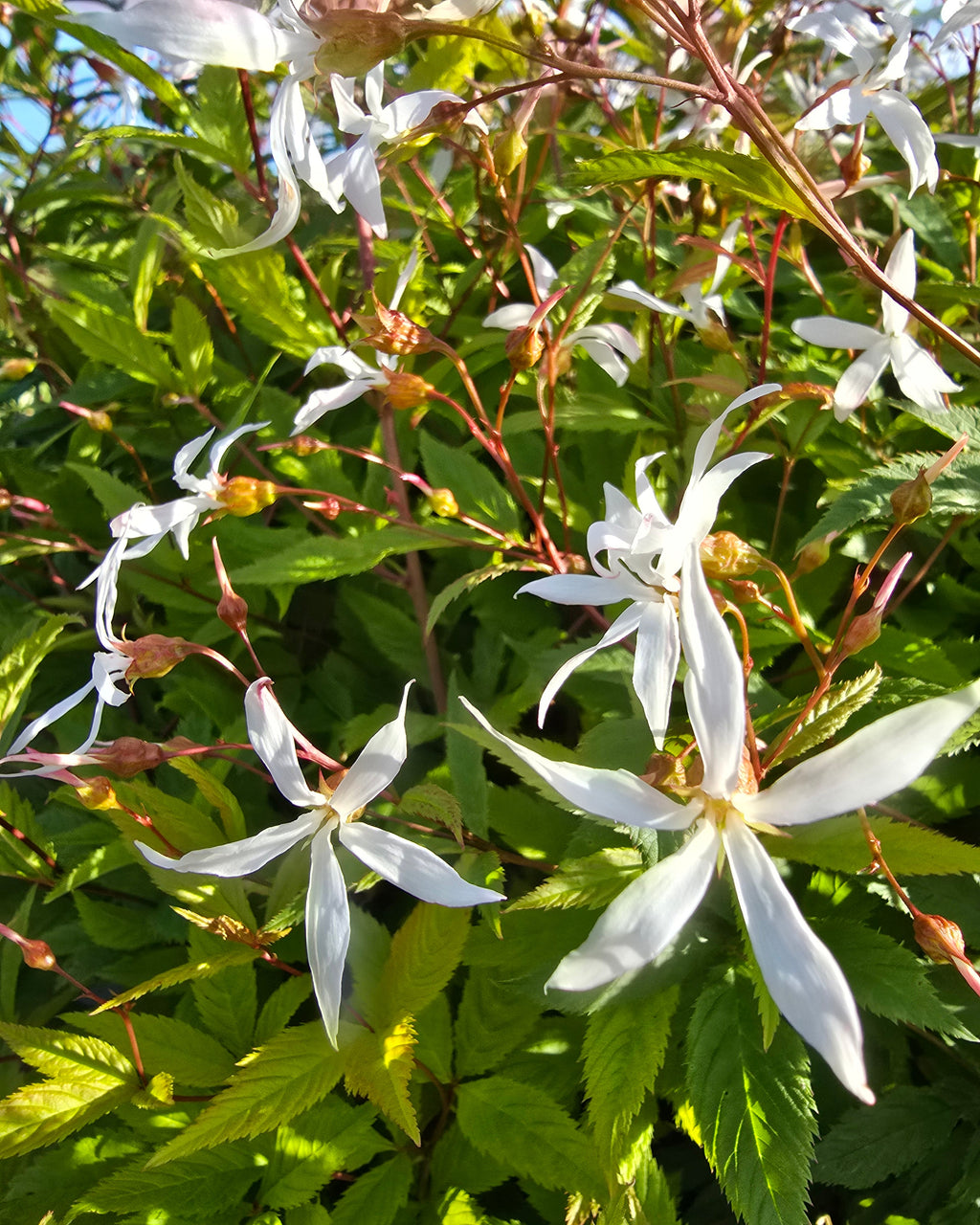 Kolmelehine piiskenelas