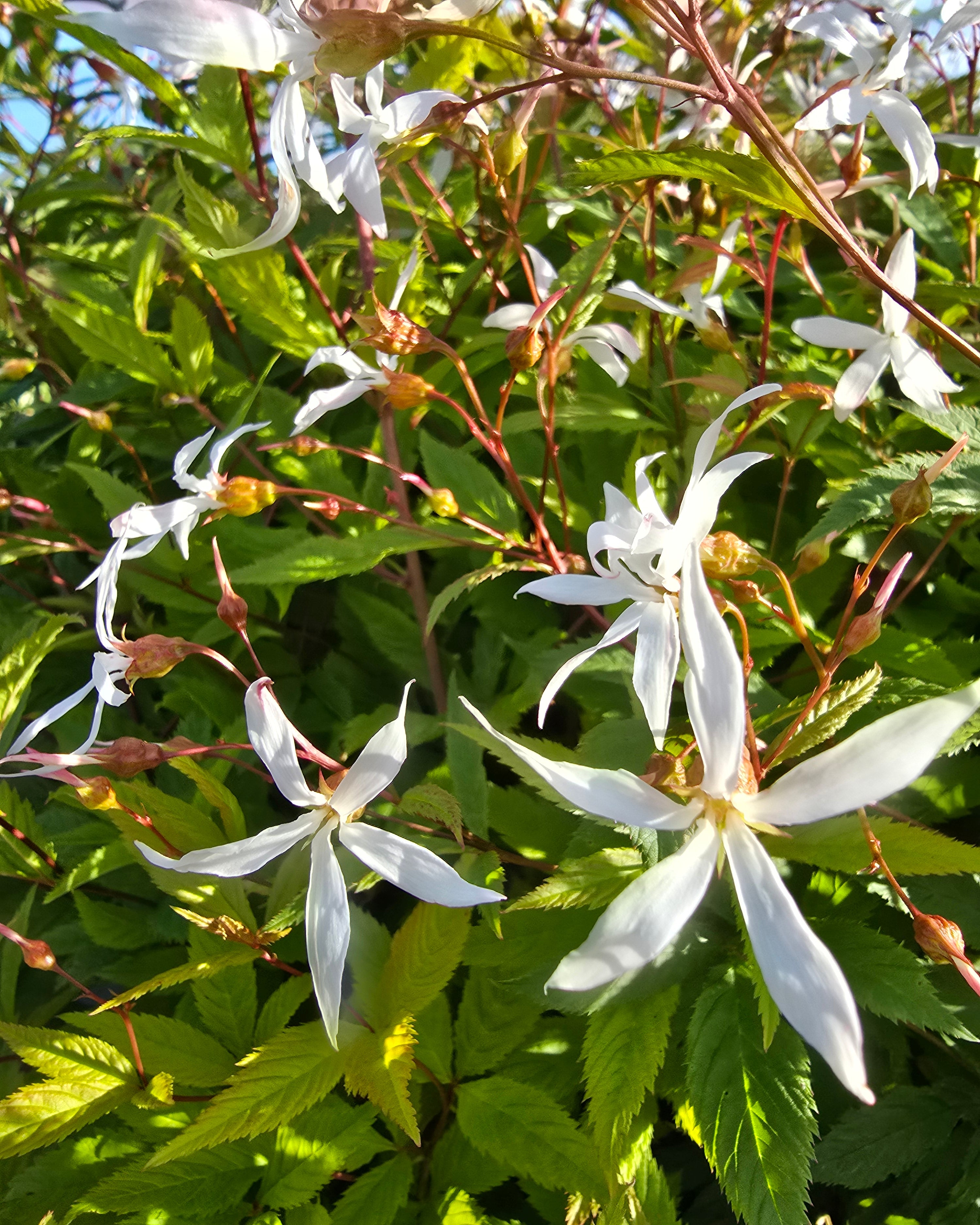 Kolmelehine piiskenelas