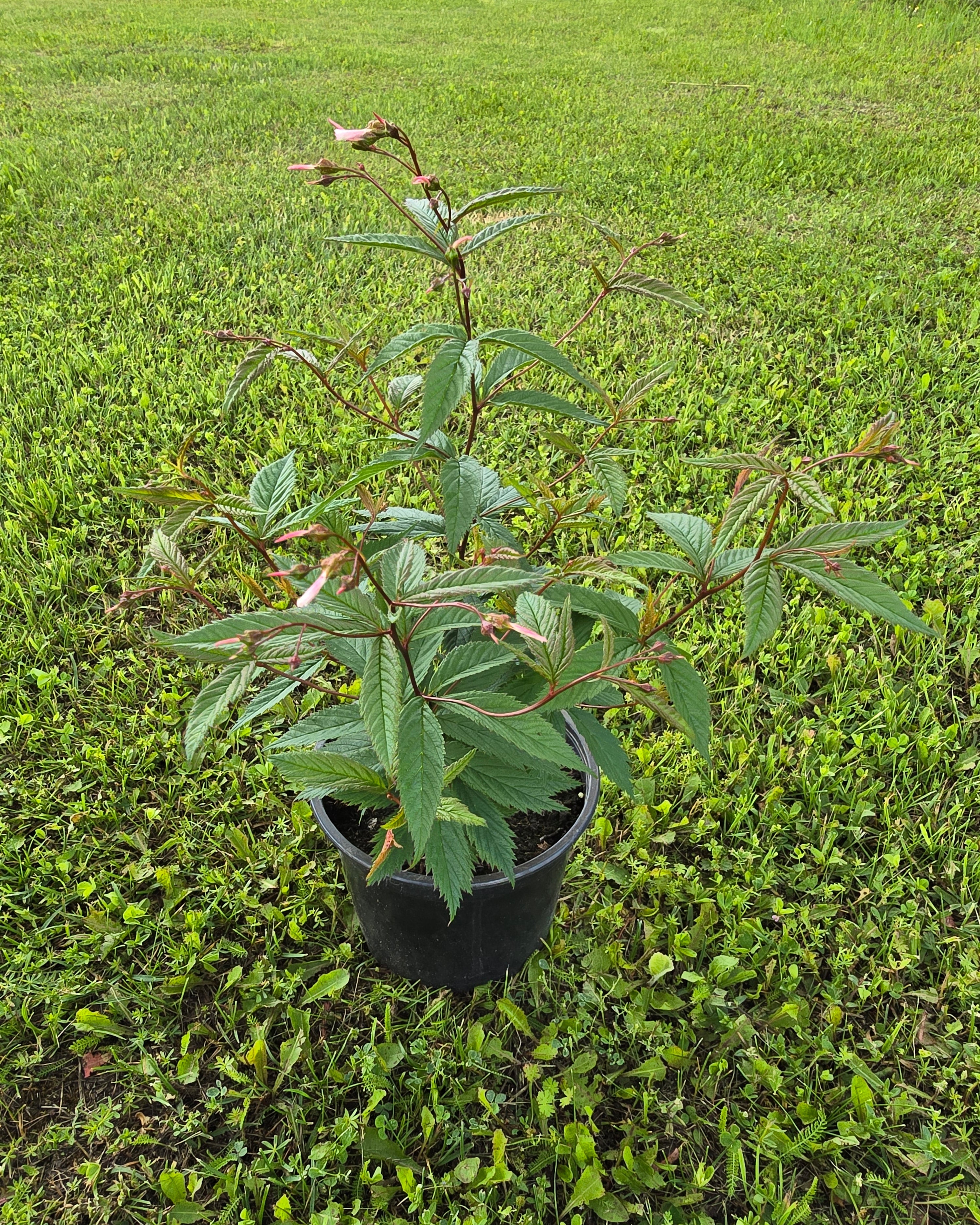 Kolmelehine piiskenelas