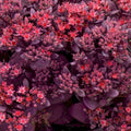 Kukehari SunSparkler 'Firecracker'