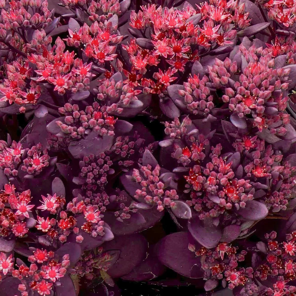 Kukehari SunSparkler 'Firecracker'