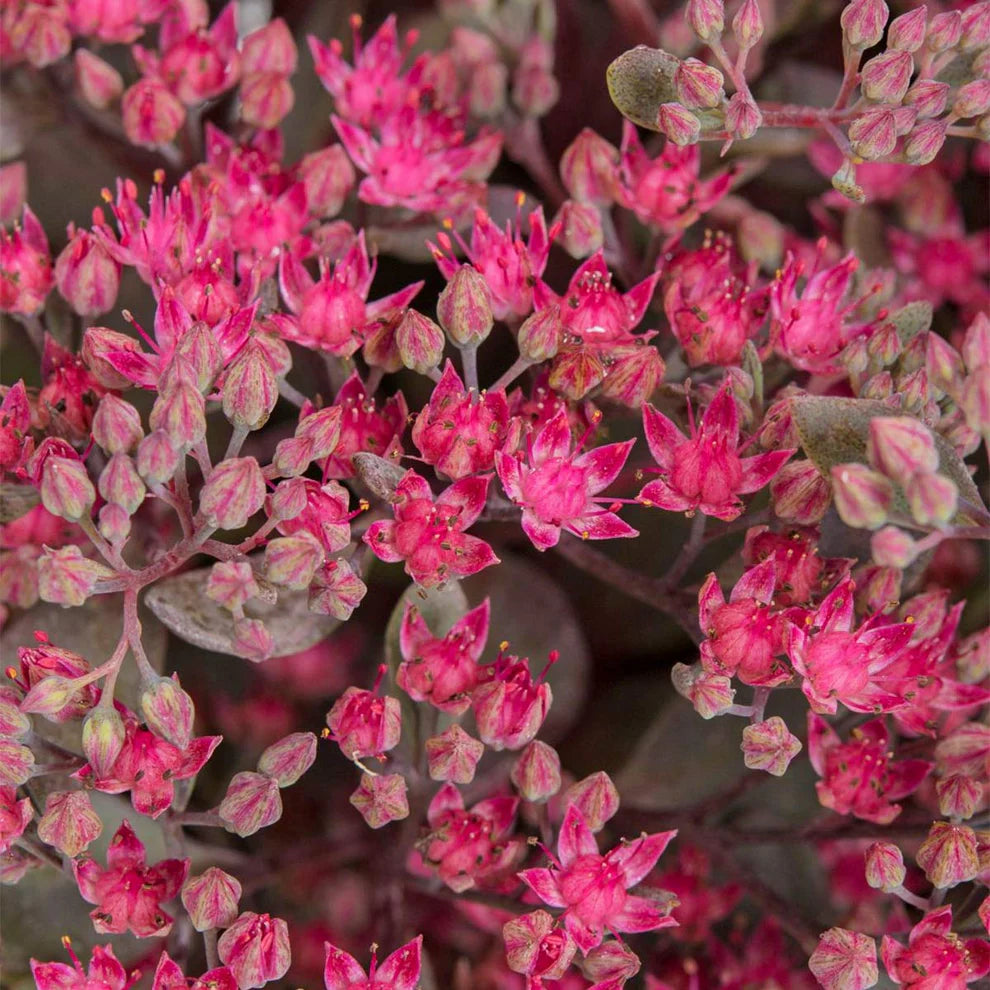 Kukehari SunSparkler 'Firecracker'