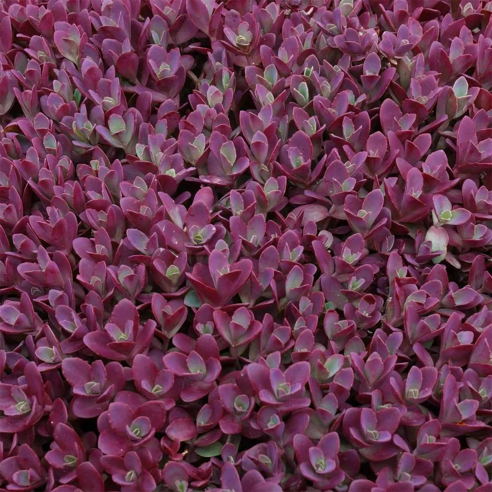 Kukehari SunSparkler 'Firecracker'