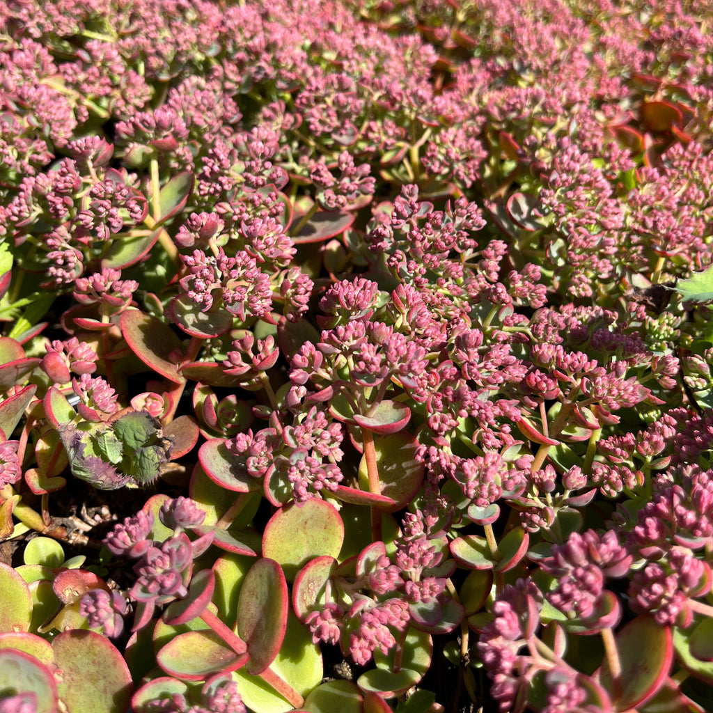 Kukehari SunSparkler 'Lime Zinger'