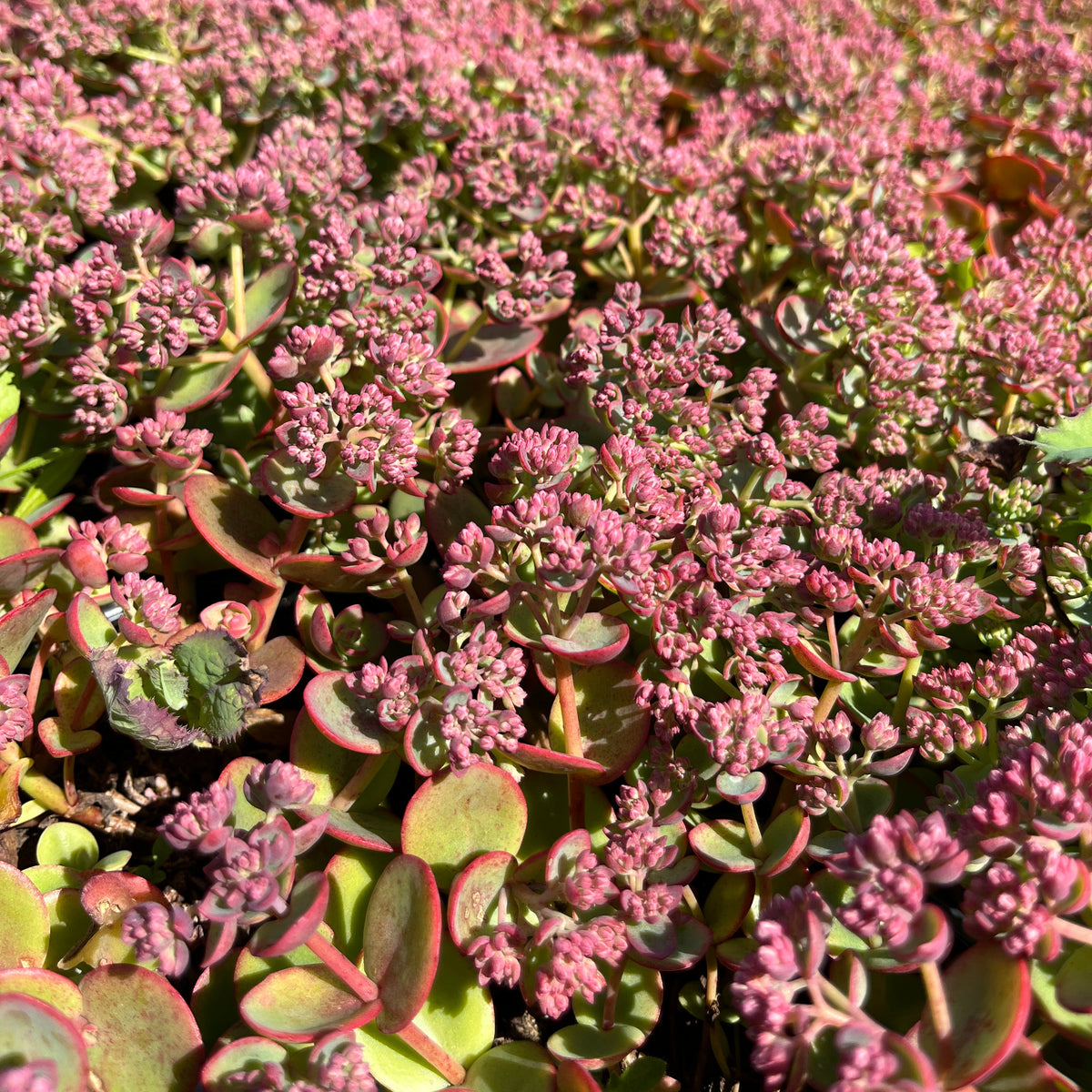 Kukehari SunSparkler 'Lime Zinger'