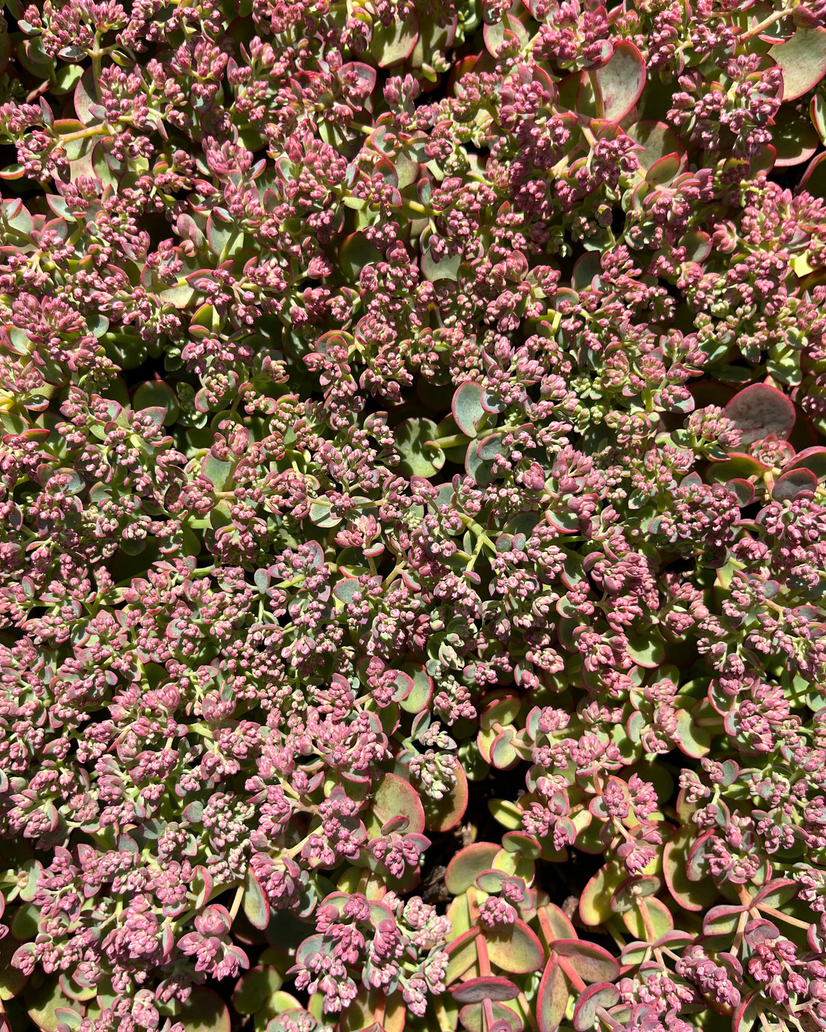 Kukehari SunSparkler 'Lime Zinger'