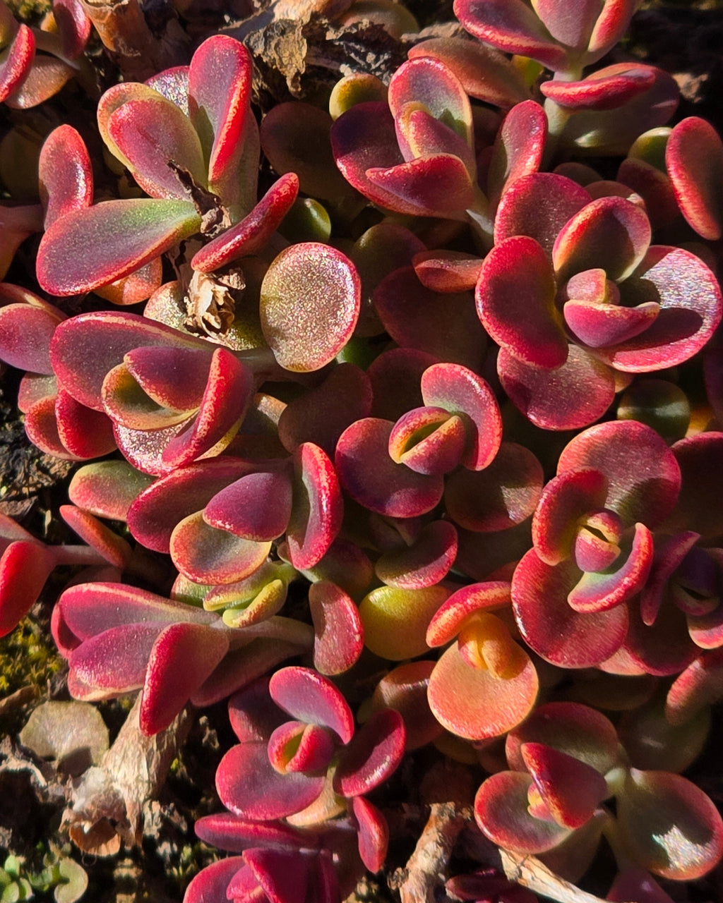 Kukehari SunSparkler 'Wildfire'