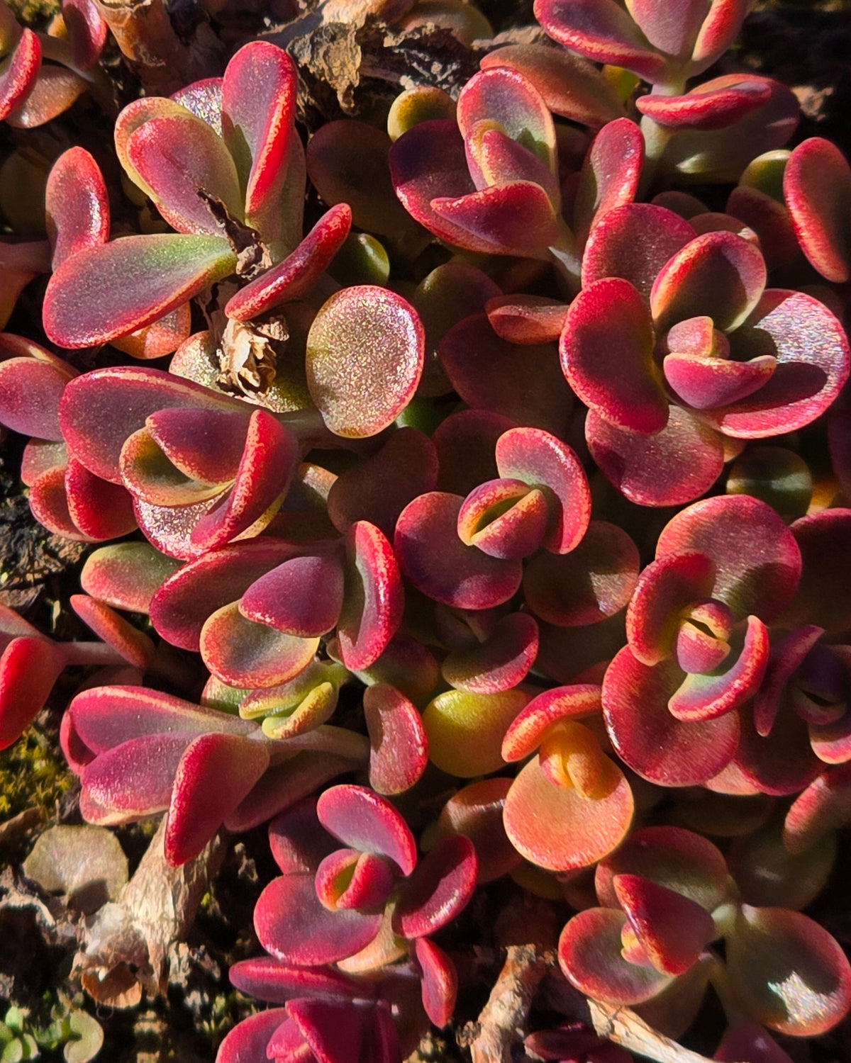 Kukehari SunSparkler 'Wildfire'