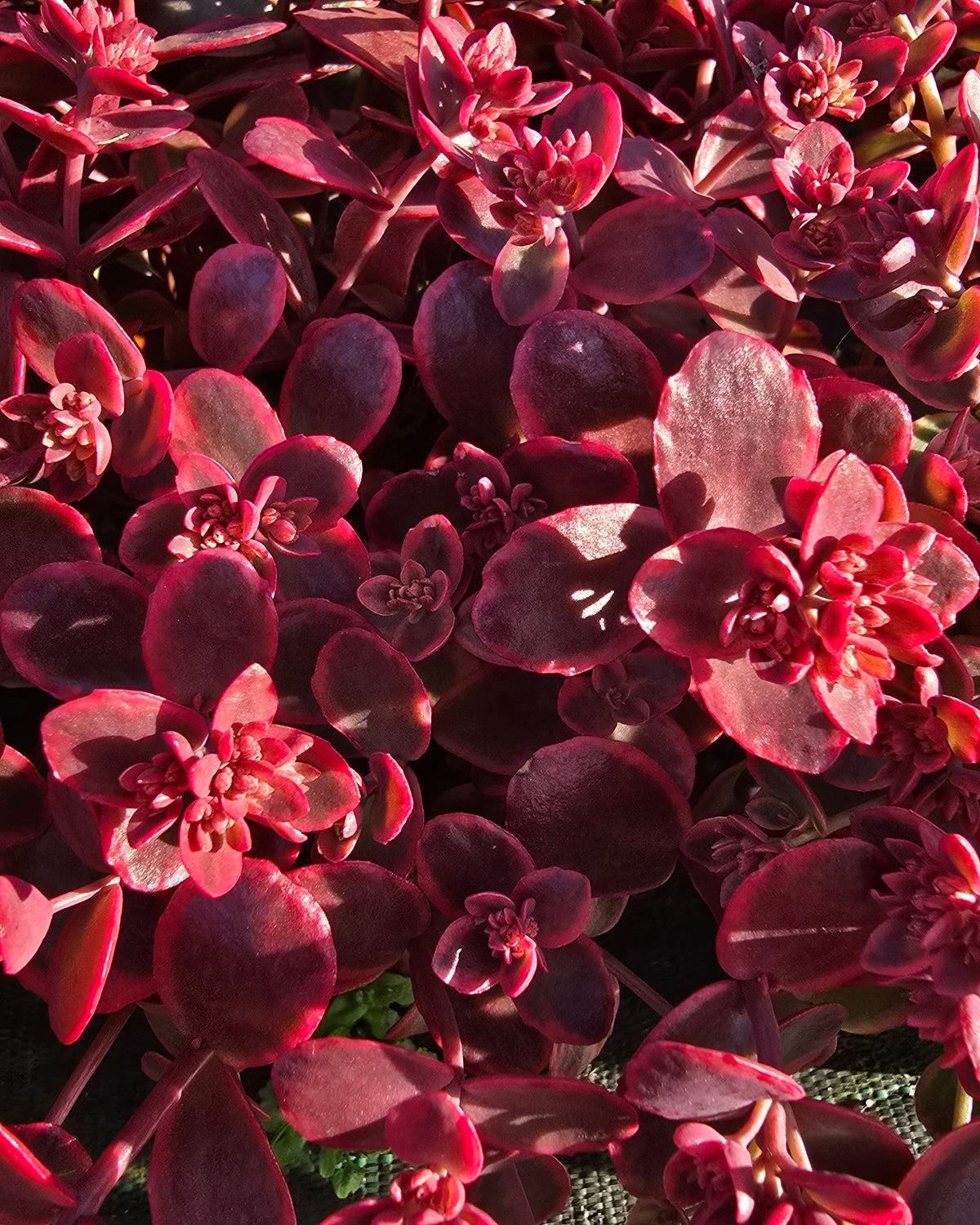 Kukehari SunSparkler 'Wildfire'