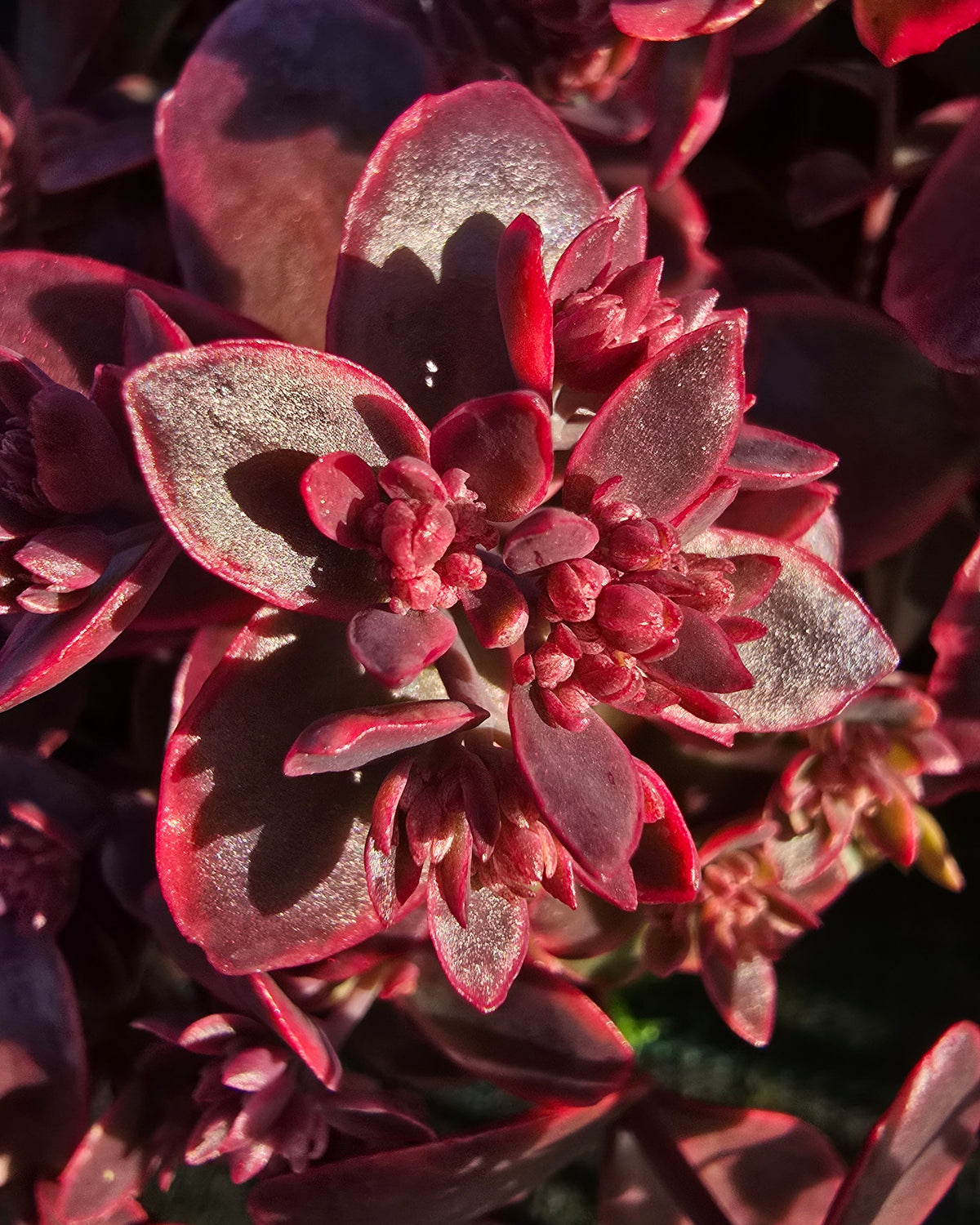 Kukehari SunSparkler 'Wildfire'
