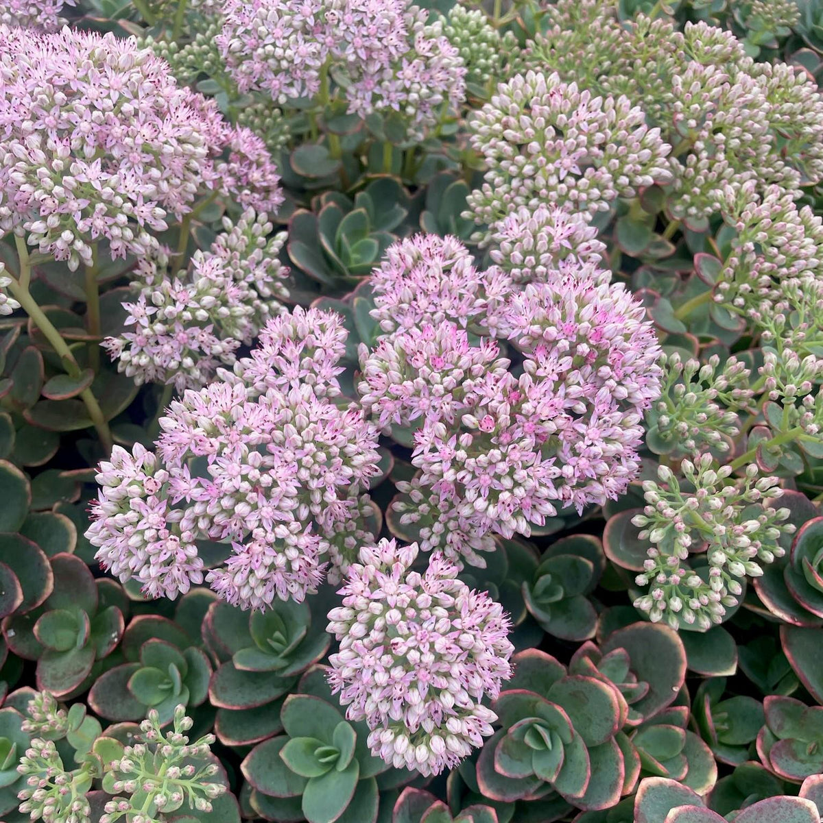 Kukehari SunSparkler 'Lime Zinger'