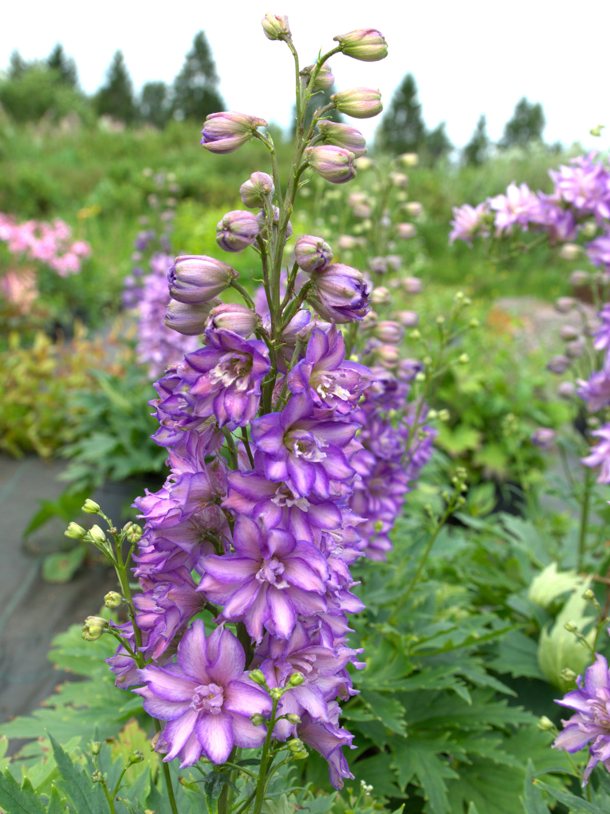 Kukekannus Delgenius 'Breezin'