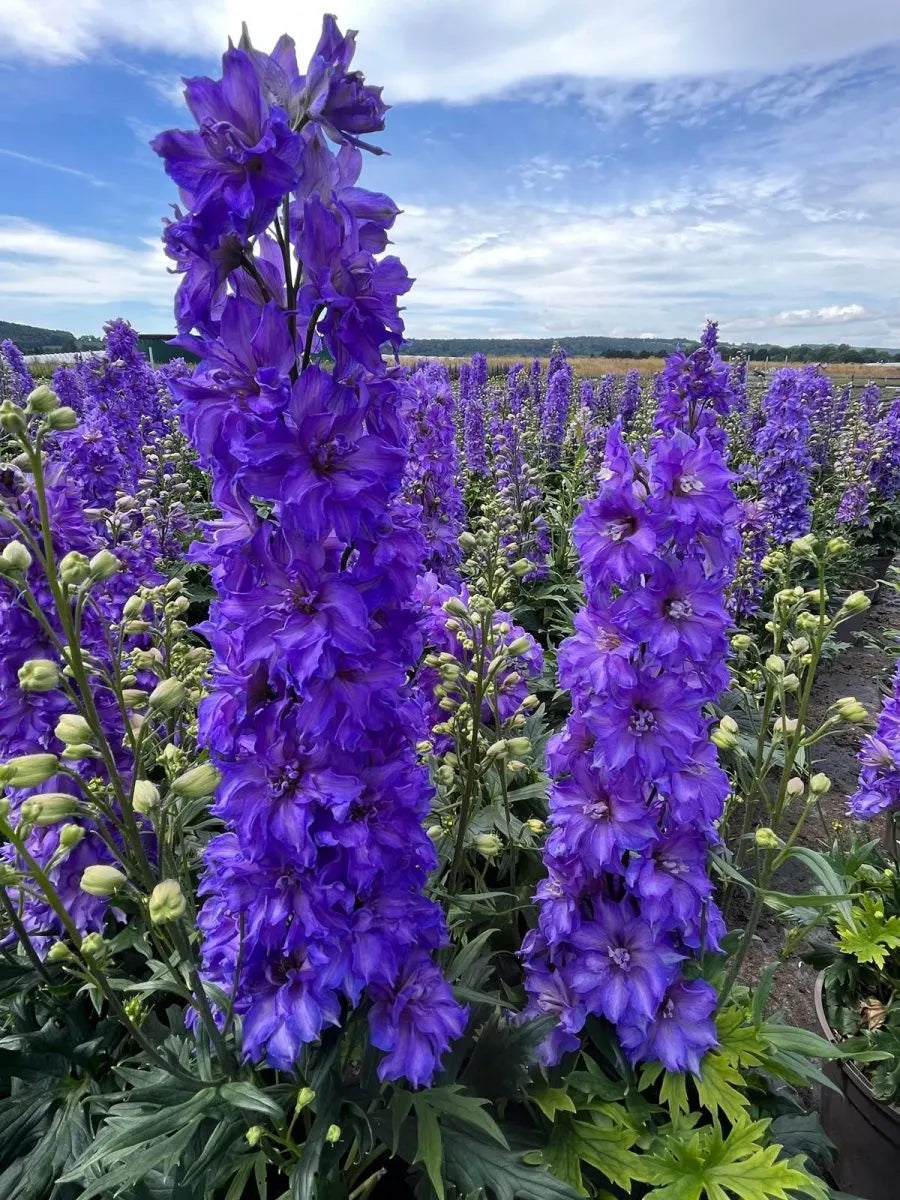 Kukekannus Delgenius 'Breezin'