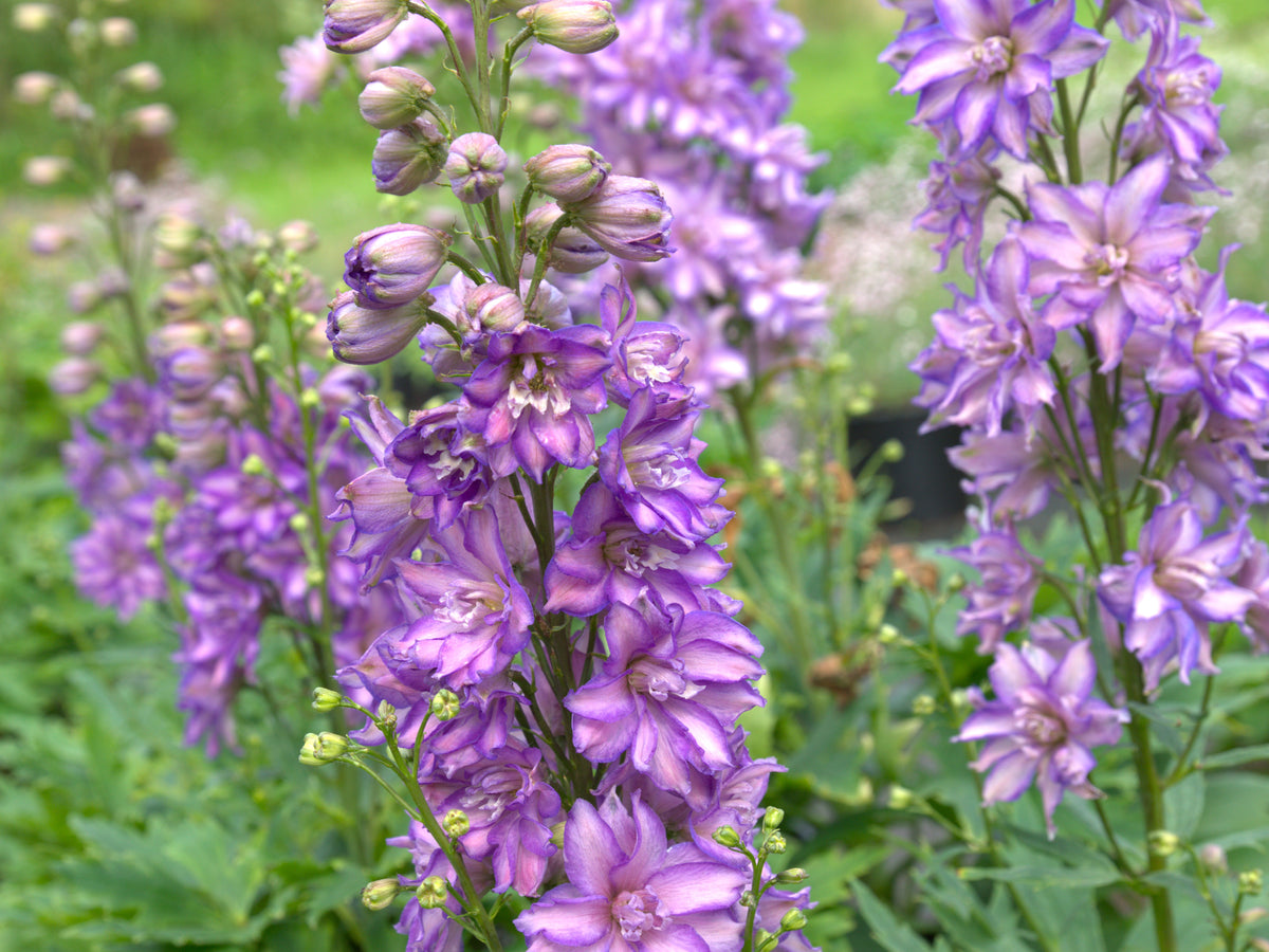 Kukekannus Delgenius 'Breezin'