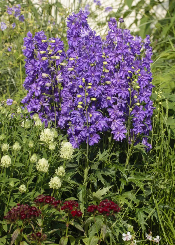 Kukekannus Delgenius 'Breezin'