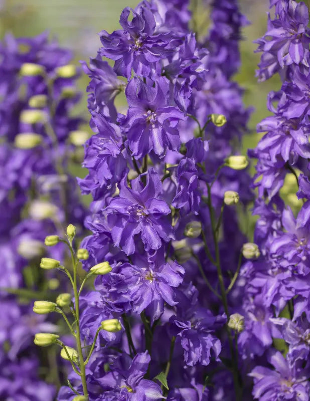 Kukekannus Delgenius 'Breezin'