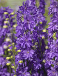 Kukekannus Delgenius 'Breezin'
