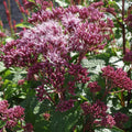 Laiguline vesikanep 'Red Dwarf'