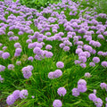Lauk 'Millenium'