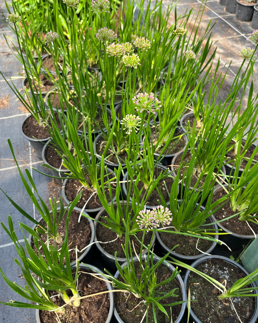 Lauk 'Millenium'