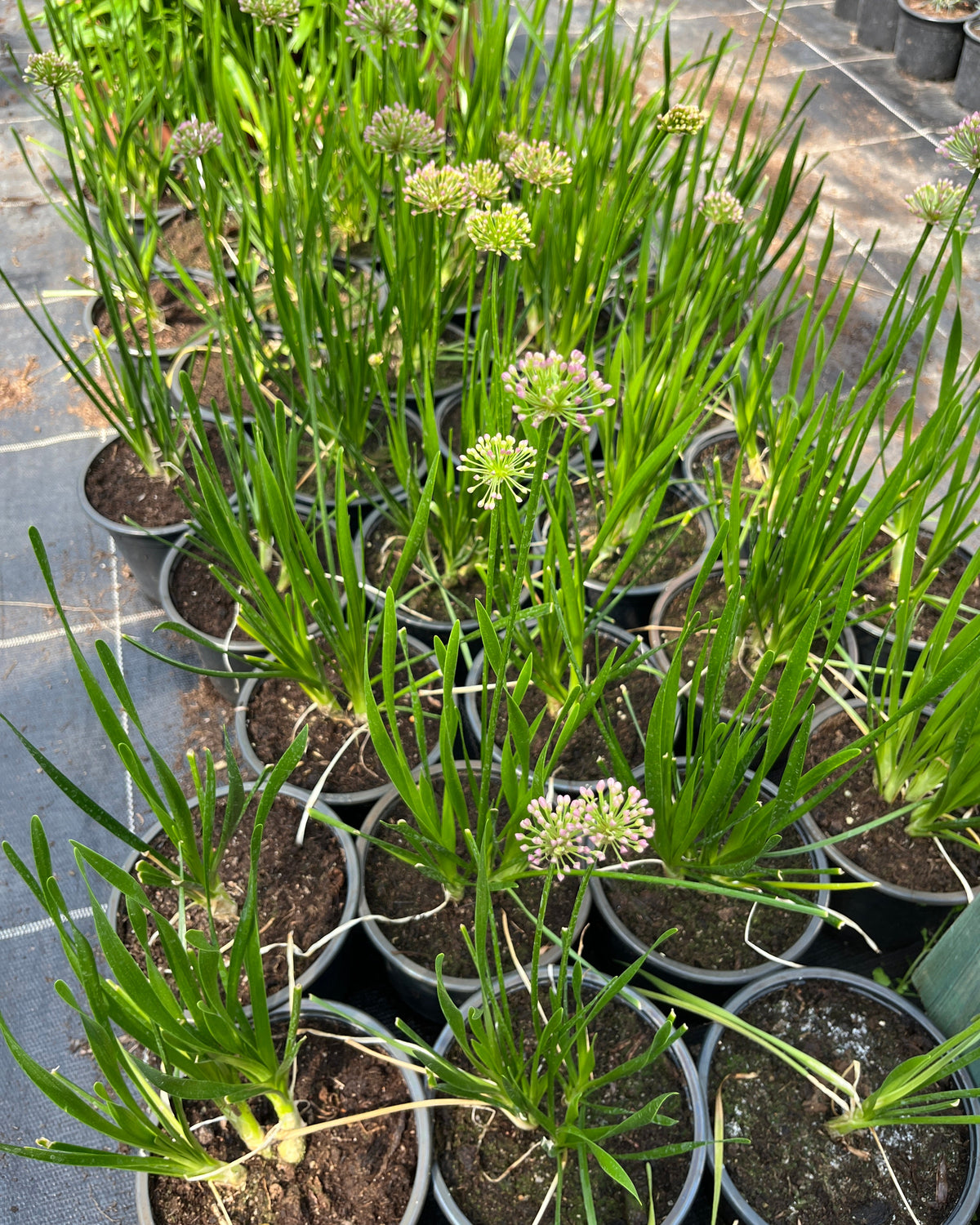 Lauk 'Millenium'