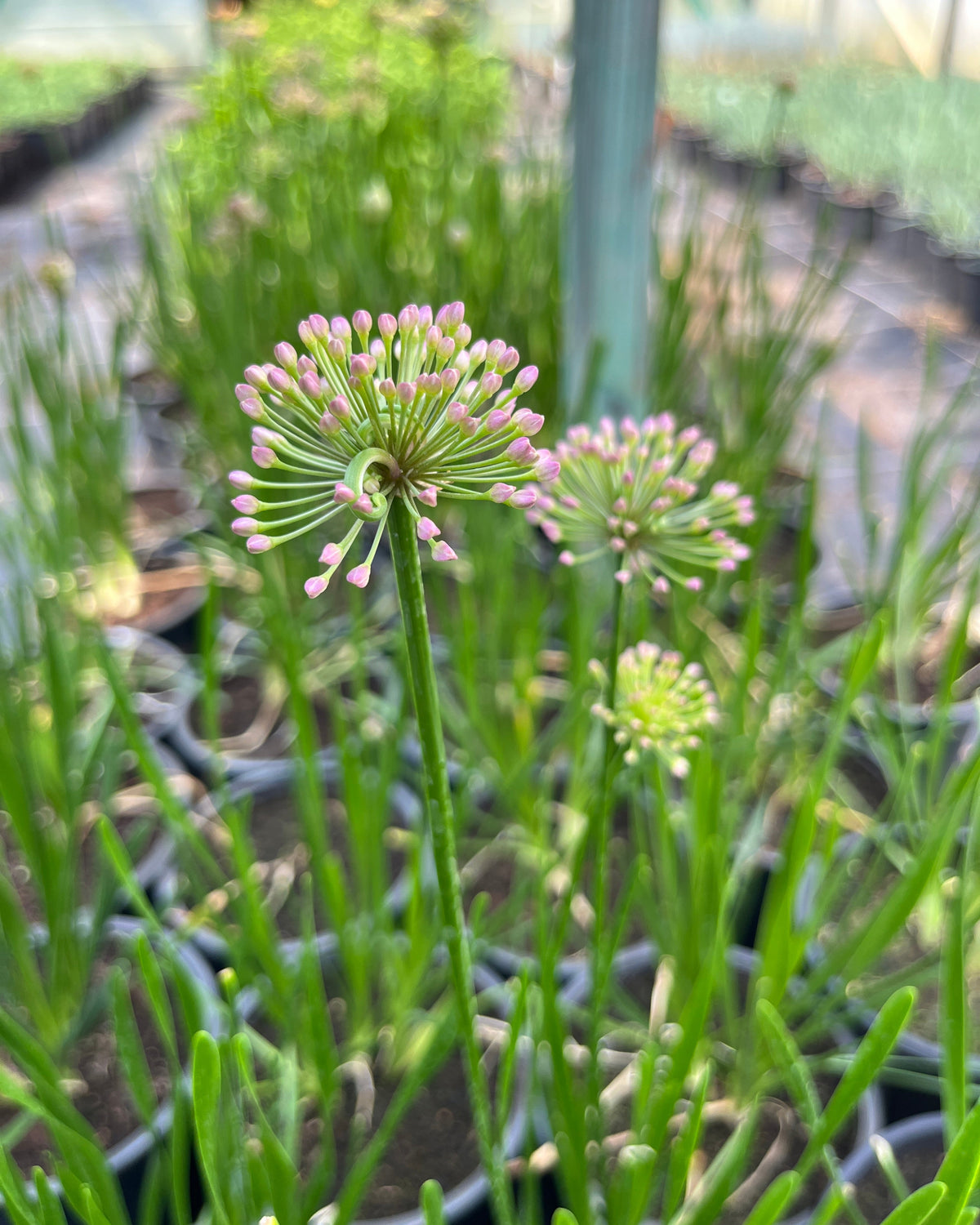 Lauk 'Millenium'