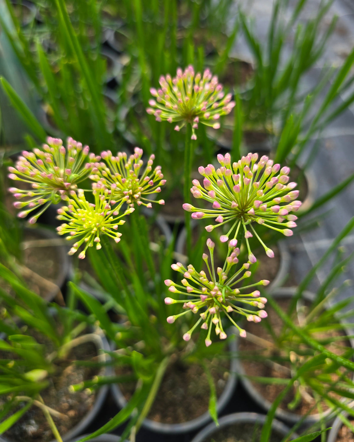Lauk 'Millenium'