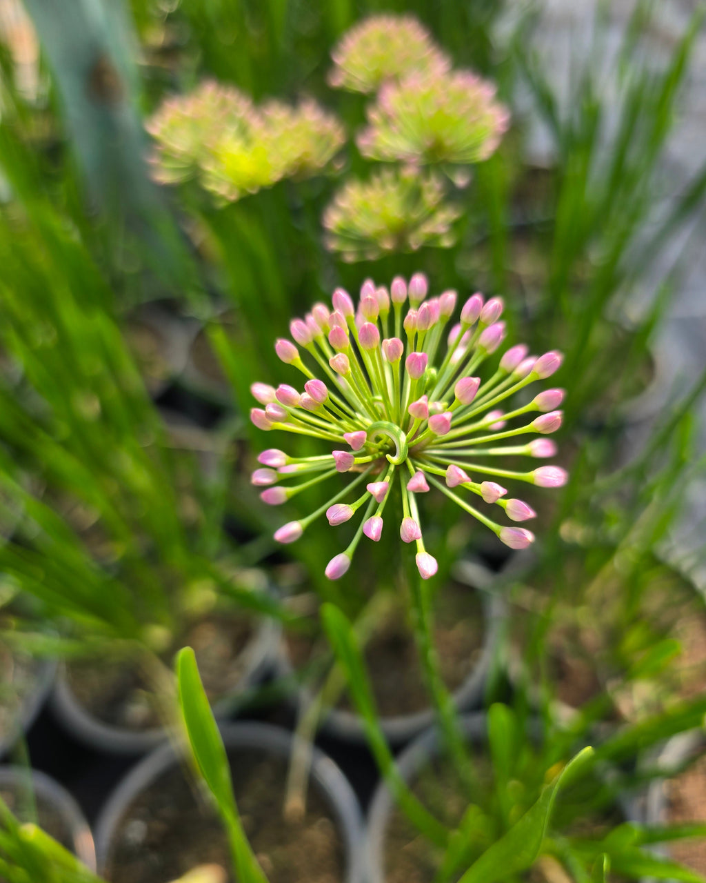 Lauk 'Millenium'