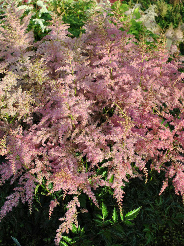Lihtlehine astilbe 'Jaqueline'