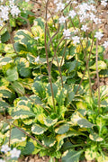 Linnakivirik 'Variegata'