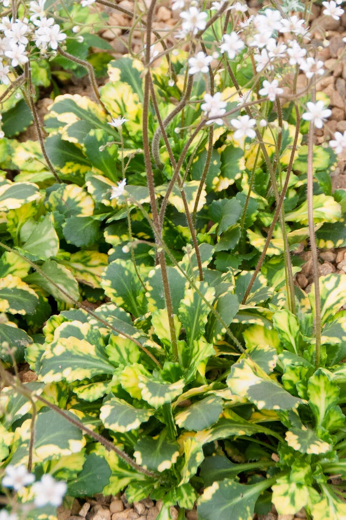 Linnakivirik 'Variegata'