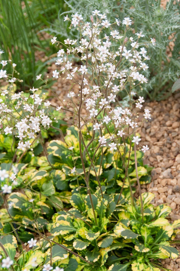 Linnakivirik 'Variegata'