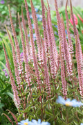 Männasmaialane 'Erica'
