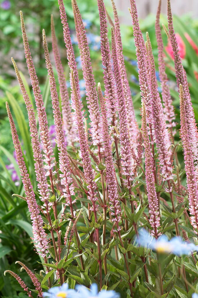 Männasmaialane 'Erica'