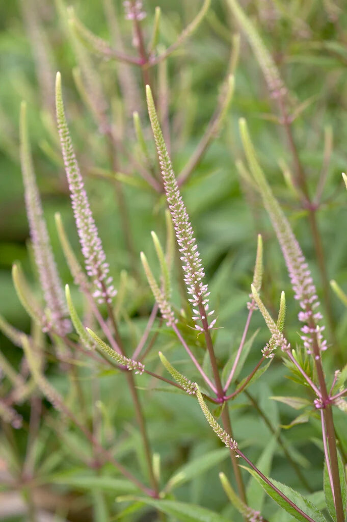 Männasmaialane 'Erica'