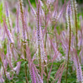 Männasmaialane 'Kleine Erica'