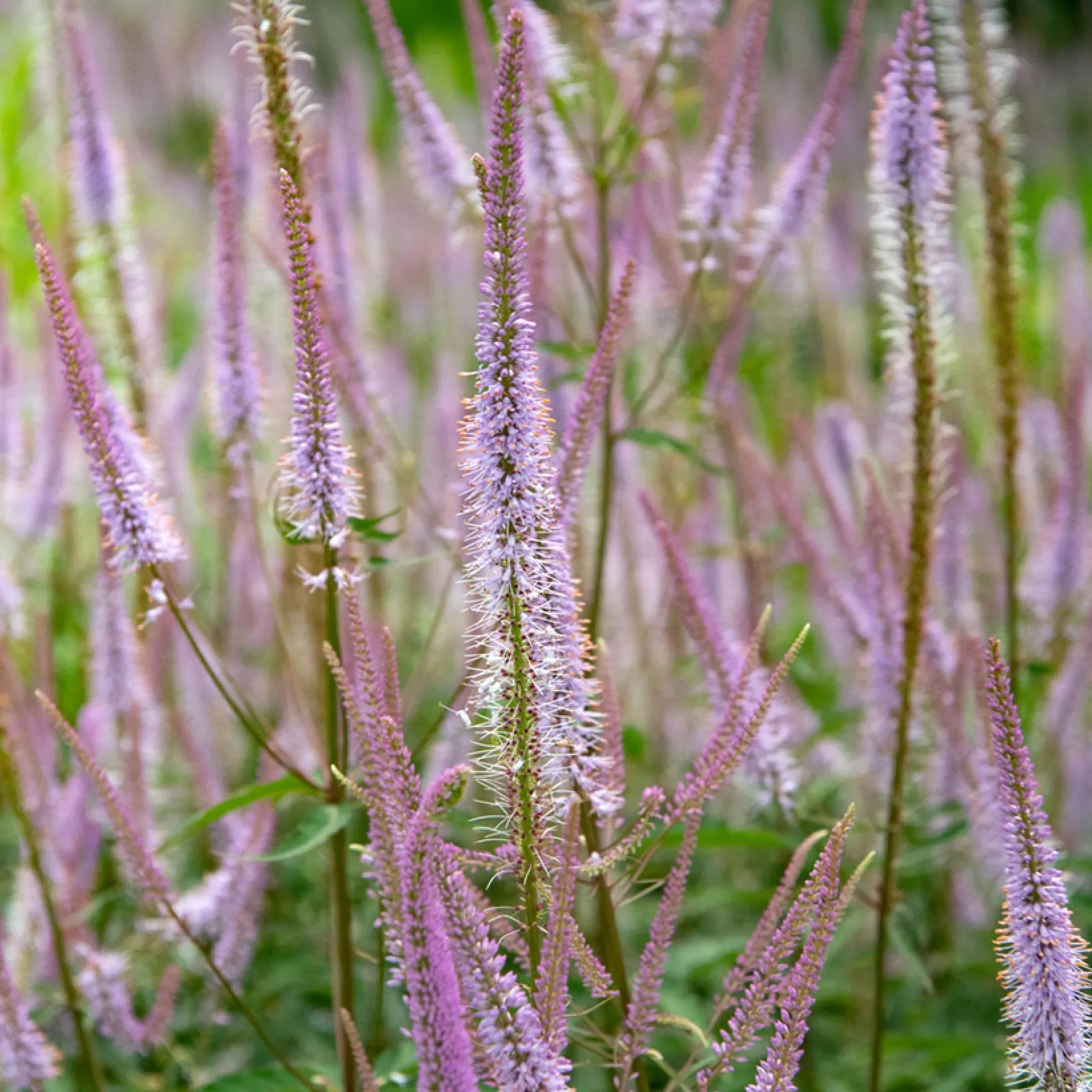 Männasmaialane 'Kleine Erica'