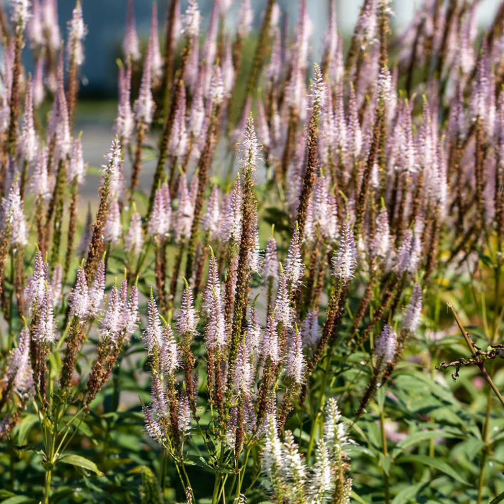 Männasmaialane 'Kleine Erica'