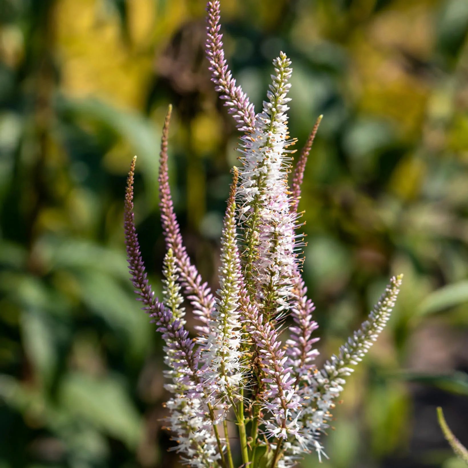 Männasmaialane 'Kleine Erica'