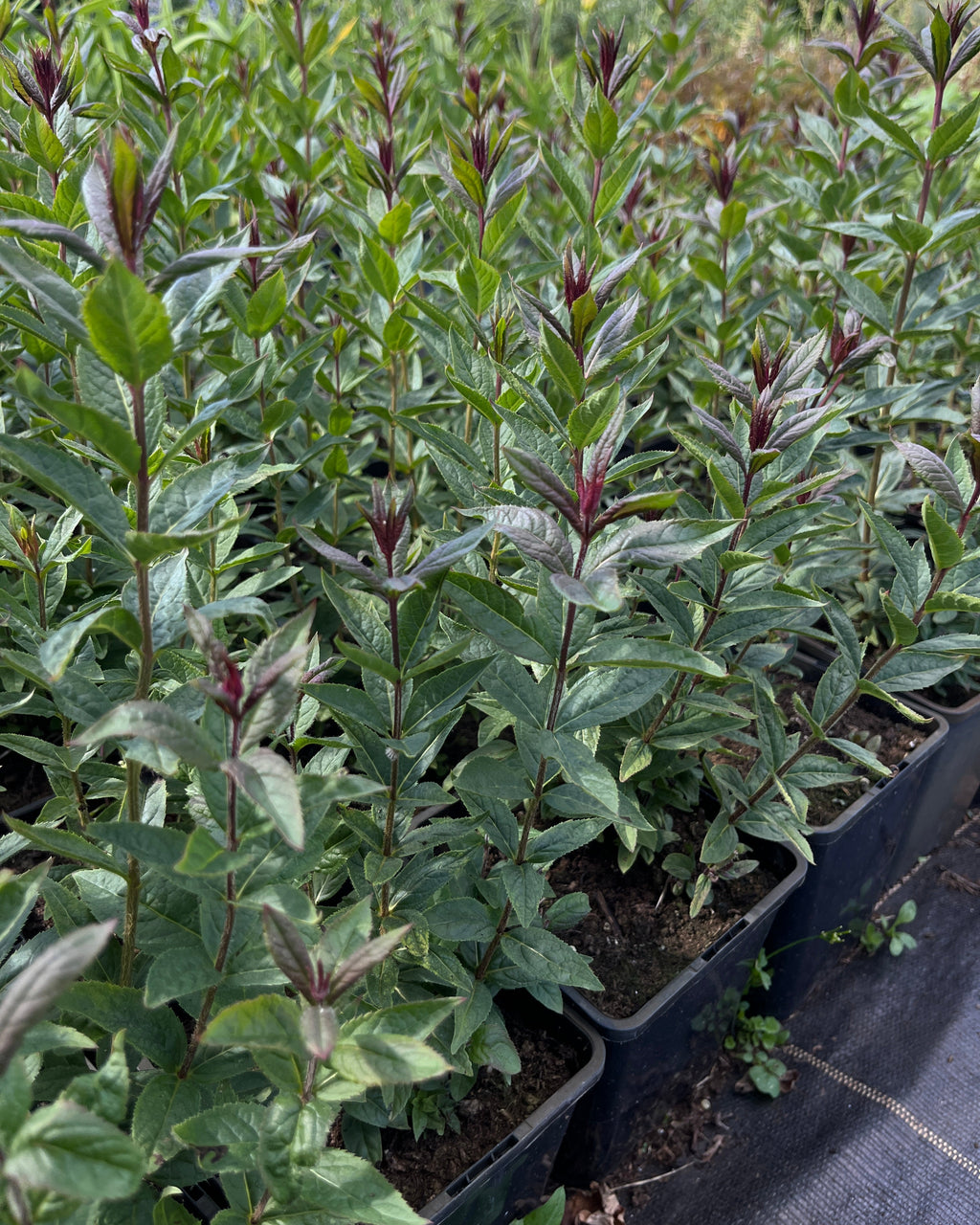 Männasmaialane 'Kleine Erica'